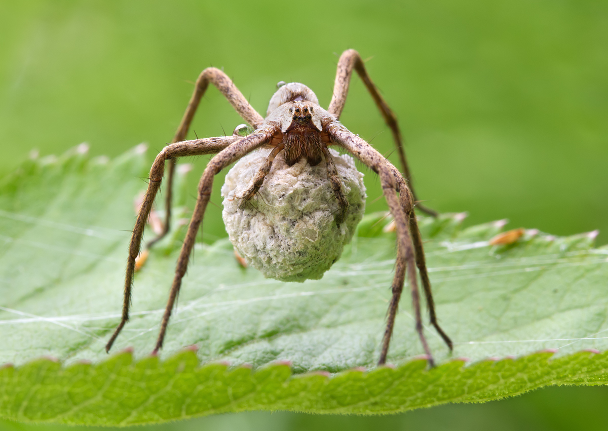 Nursery Web Spider with egg sac 2